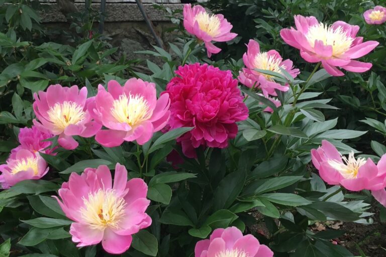 石光寺を彩るシャクヤクはGWが見頃！150種1000株が彩る奈良の古刹