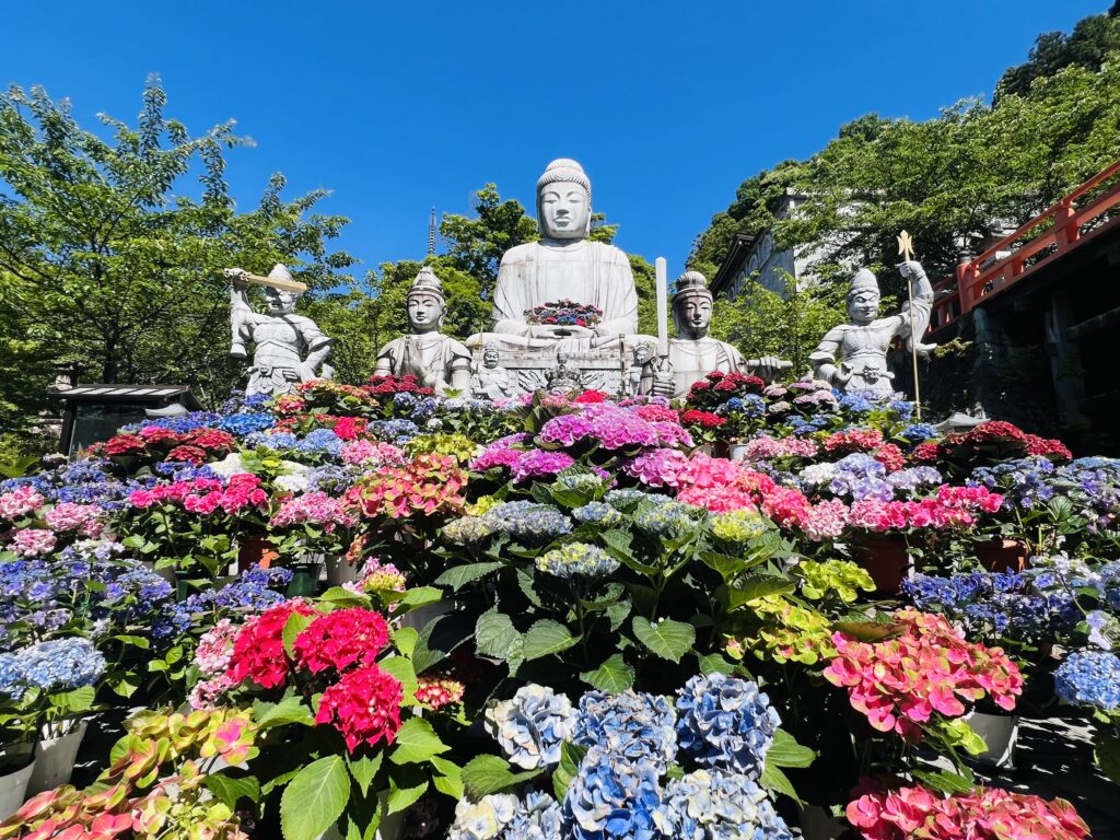 室生 寺 あじさい
