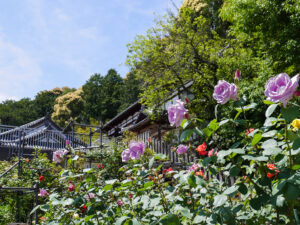 松尾寺