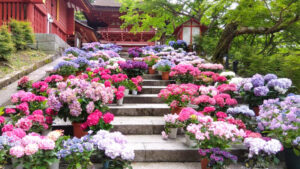 初夏の談山神社へ。復活した「あじさい」と秘仏「足の観音様」特別開帳
