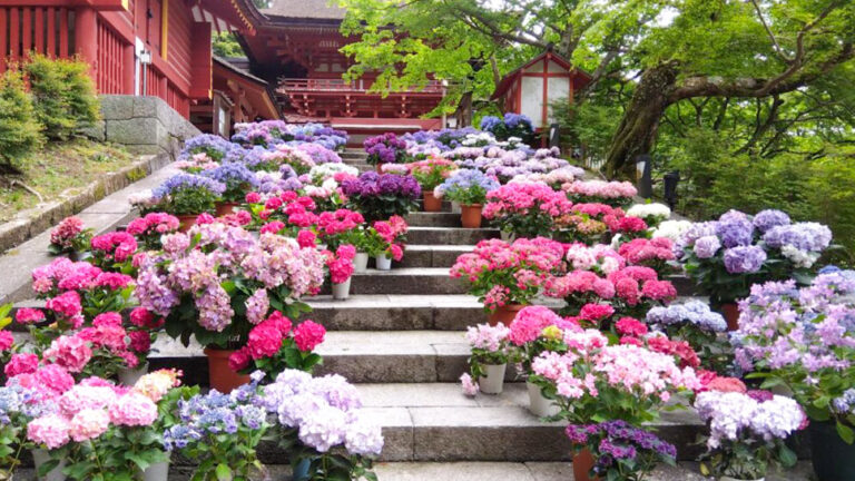 初夏の談山神社へ。復活した「あじさい」と秘仏「足の観音様」特別開帳