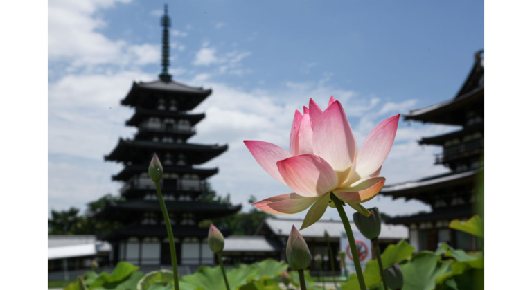 四ヶ寺をめぐる花の巡礼【奈良・西ノ京ロータスロード2026】