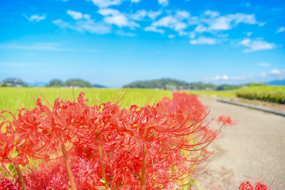 飛鳥藤原彼岸花
