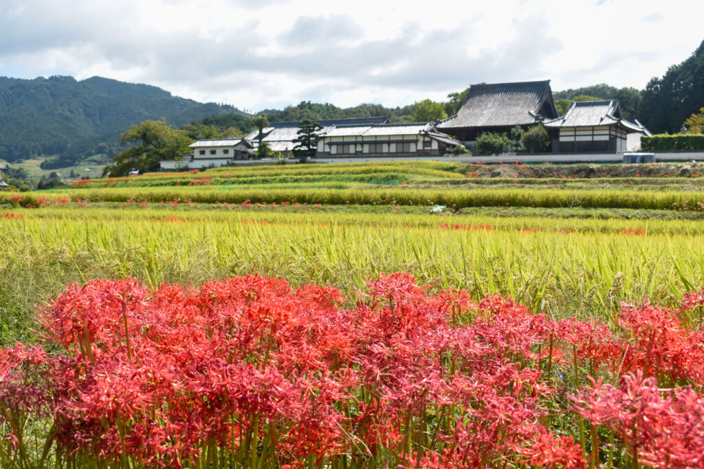 飛鳥藤原彼岸花
