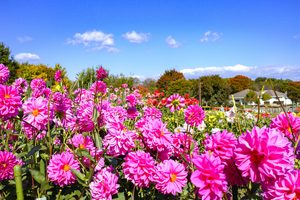 秋の馬見丘陵公園はダリア、コスモス、コキアがお出迎え！【あきいろマルシェin馬見フラワーフェスタ】