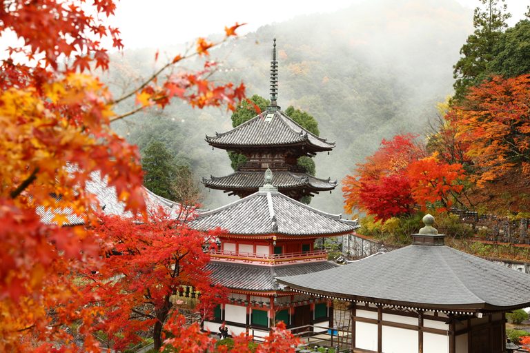 奈良の紅葉の名所古刹4ヶ寺を巡る「大和観音もみじ回廊」開催【長谷寺｜岡寺｜壷阪寺｜室生寺】