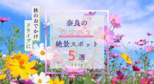 秋のおでかけ・ドライブに！奈良のコスモス絶景スポット５選【2026】