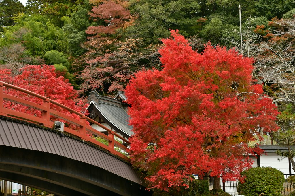 室生寺紅葉